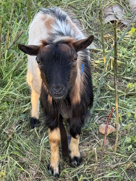 Cabrito anão macho com dois anos