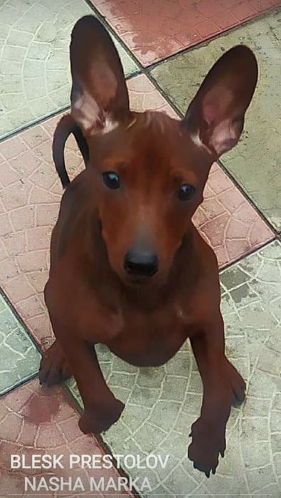 Підліток Цвергпінчер з родоводом UKU/FCI