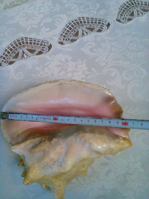 Ракушка морська      .