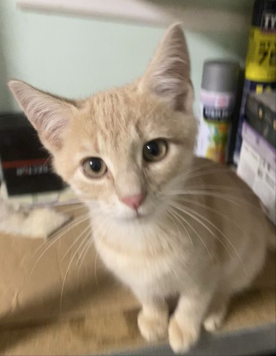 Прилаштовується у добрі ручки !