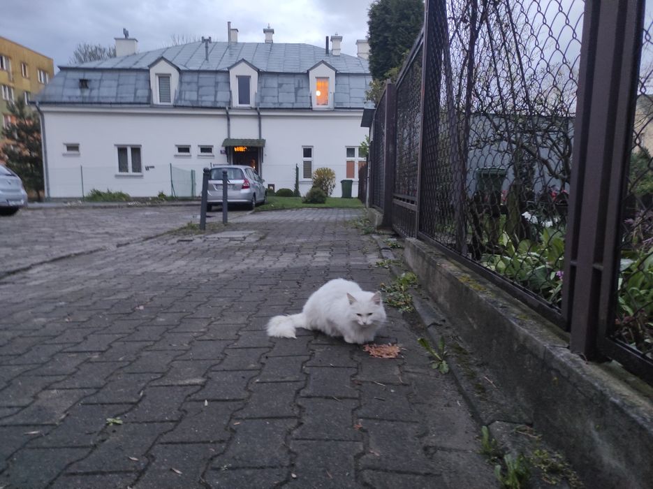 Czyj ten kotek cały biały chyba kotka ,na pewno jest kogoś .