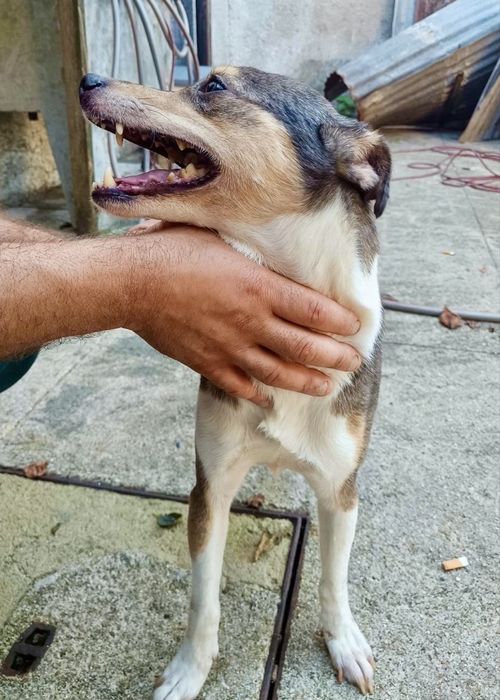 Cão para adoção responsável