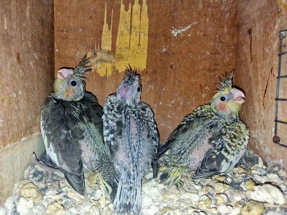 Caturras para criar á mão