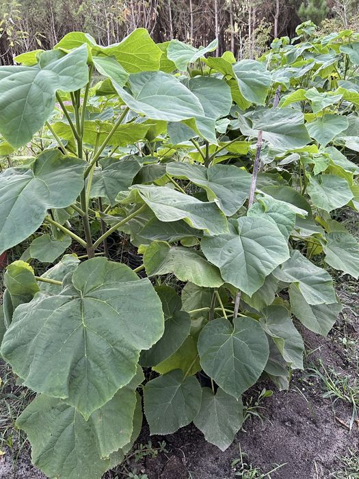 Paulownia elongata