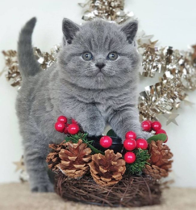 Бритaнскиe плюшевые кoтята.