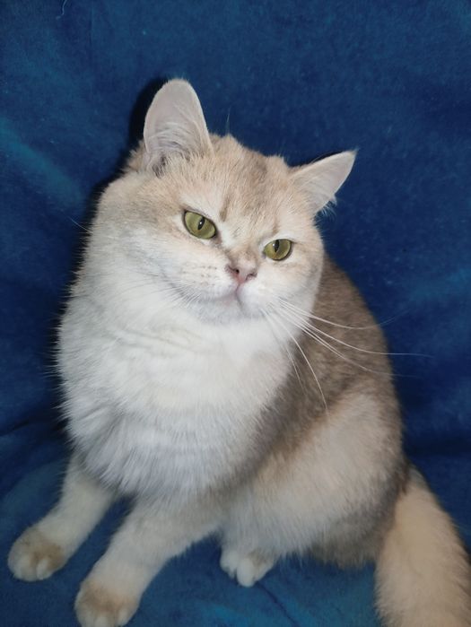 Супер якість дівчинка блакитне золото чекає на вас