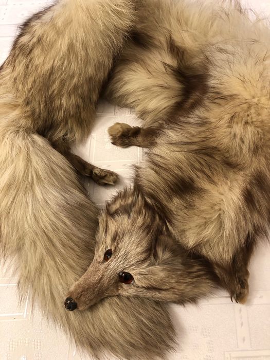 Lis srebrny naturalny Kołnierz