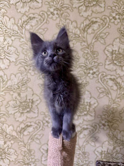 Дівчінка  Мейн- кун