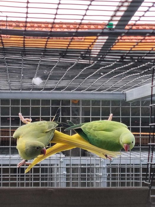 Vários aves de porte médio