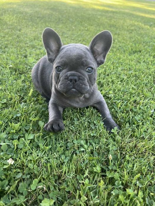 Шикарные щенки французского бульдога! Голубой окрас! Супер качество!