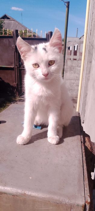 Віддам котят в добрі руки