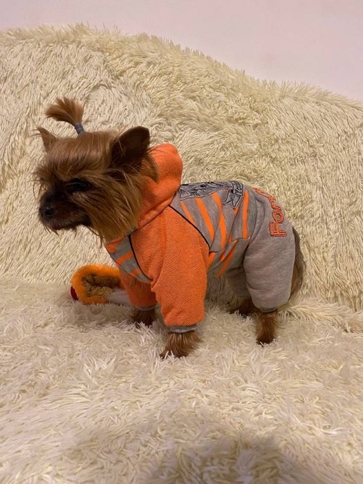 Трикотажный комбинезон для собак Йорк оранжевого цвета. Куртка