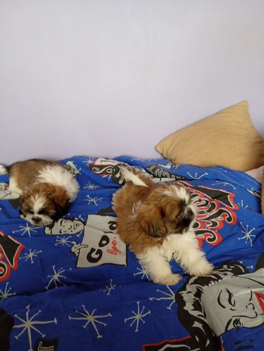 do adopcji dwa pieski