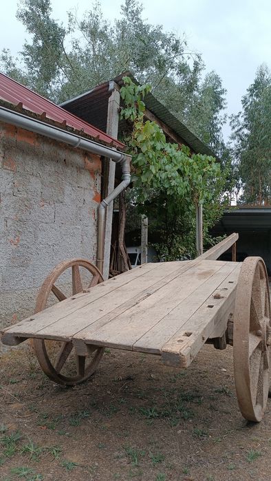Carro de bois / vacas