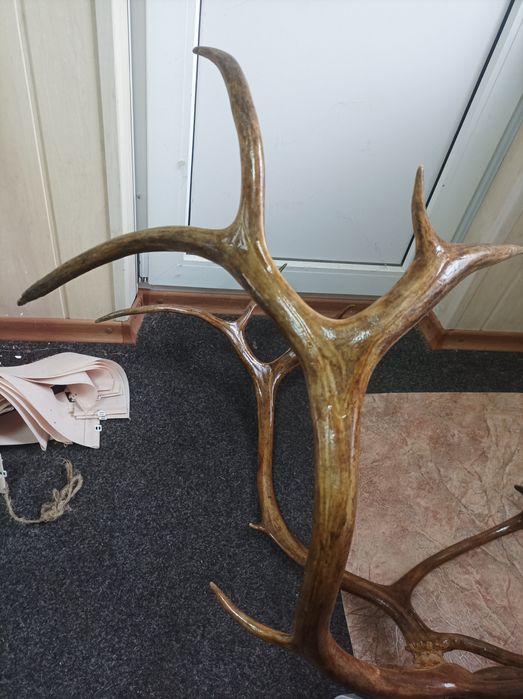 Рога северного оленя