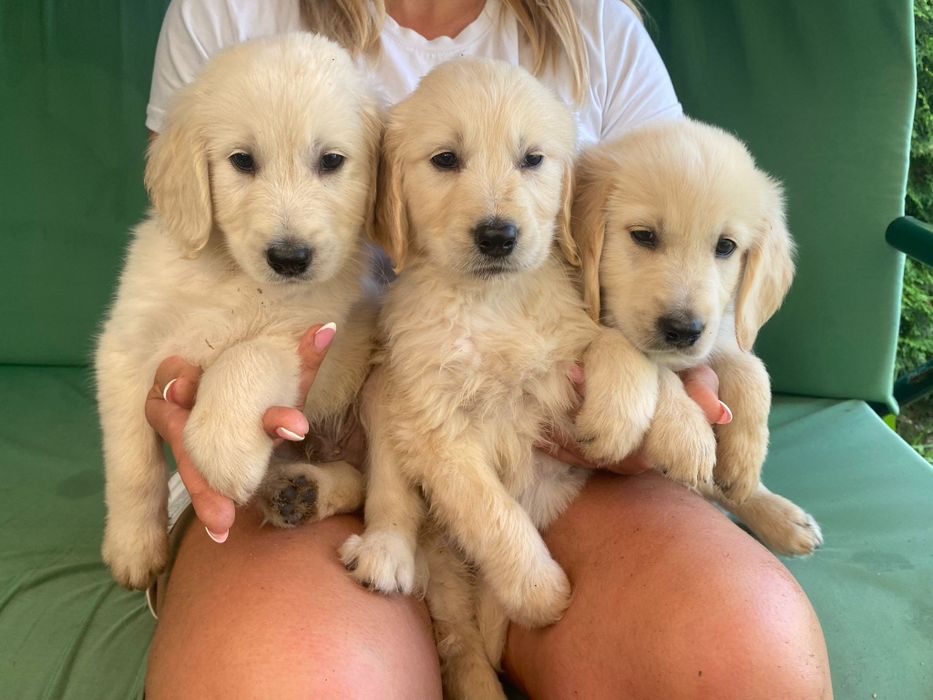 Golden Retriever Szczeniak Możliwy paszport!!!