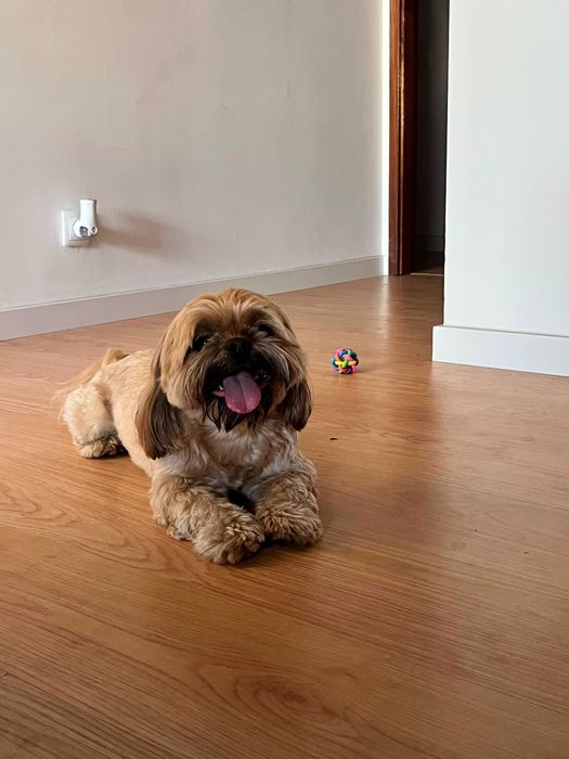 SuLari Petsitting, Pet Walking & Hospedagem