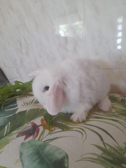 Coelhos anões Mini Lop