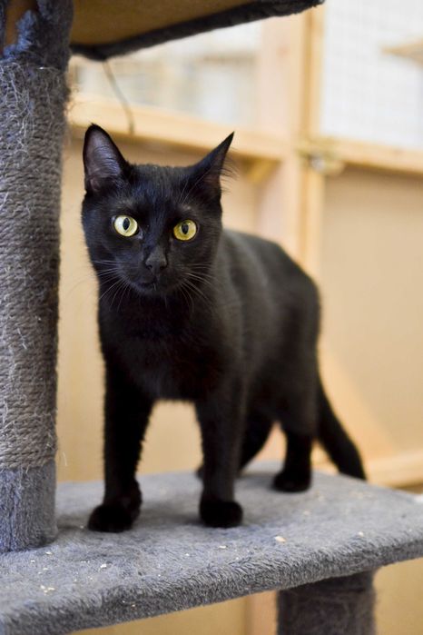 Abi - czarna, młoda kotka do adopcji!