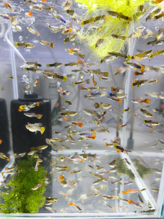 Guppys selecionados