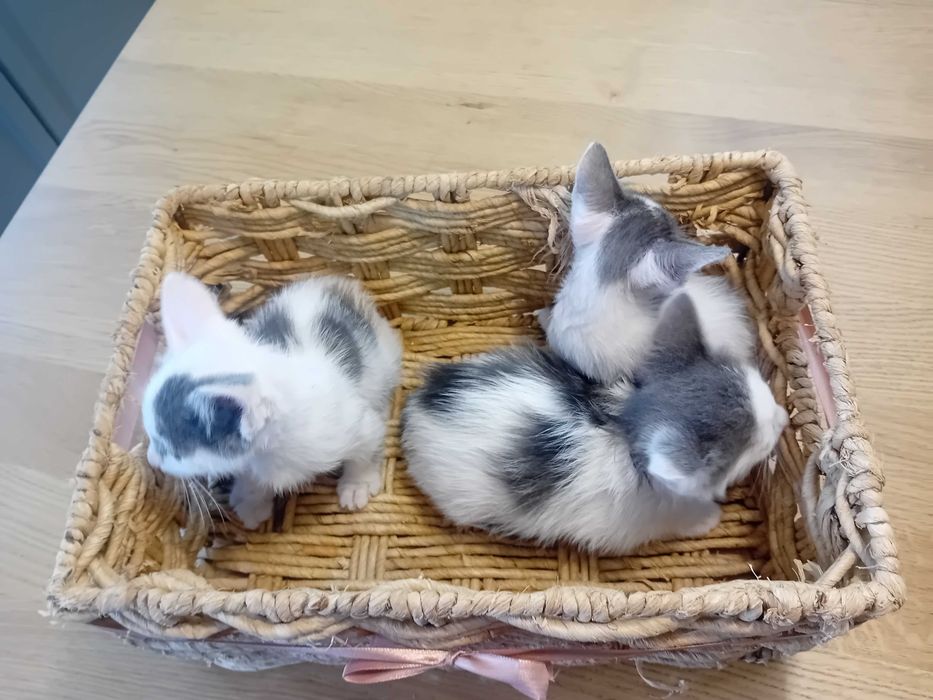 Ofereço gatinhos cerca de 2 meses