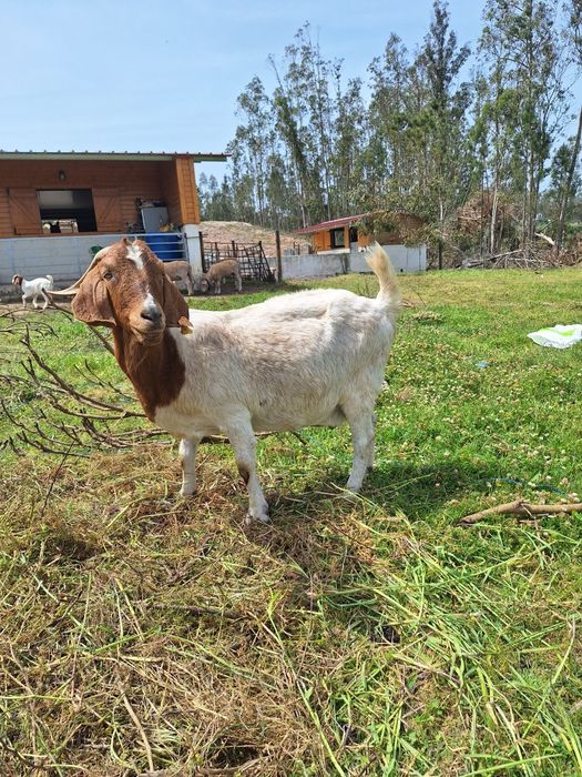 Vendo Cabras boer fêmeas