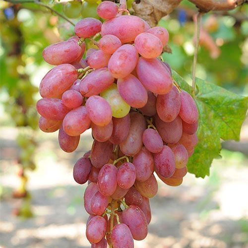 Саджанці винограду