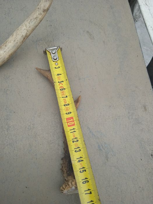 sprzedam widoczne poroże