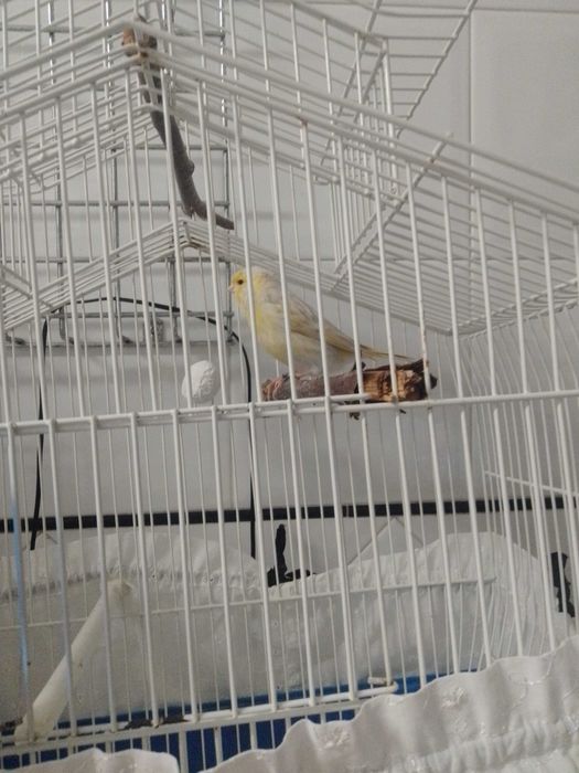 Canário preguiçoso para cantar.