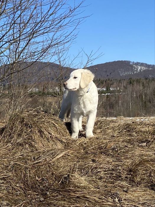 ПРЕМІУМ Голден ретривер хлопчик 5 місяців
