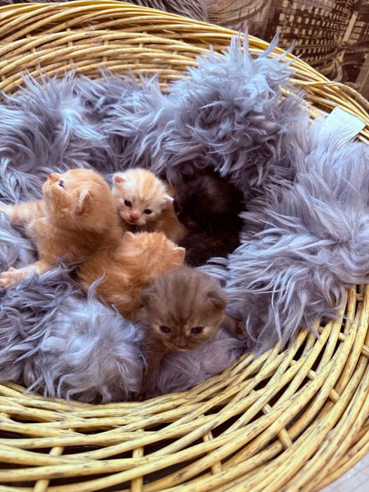 Шотландські кошенята