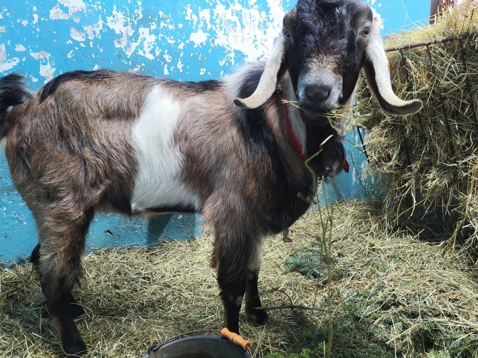 Koziołek anglonubijski- rezerwacja