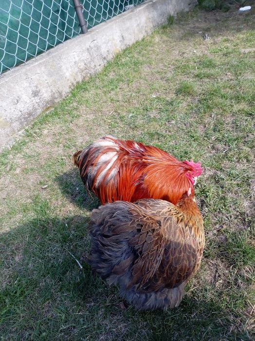 Kury ozdobne kochin miniaturowy