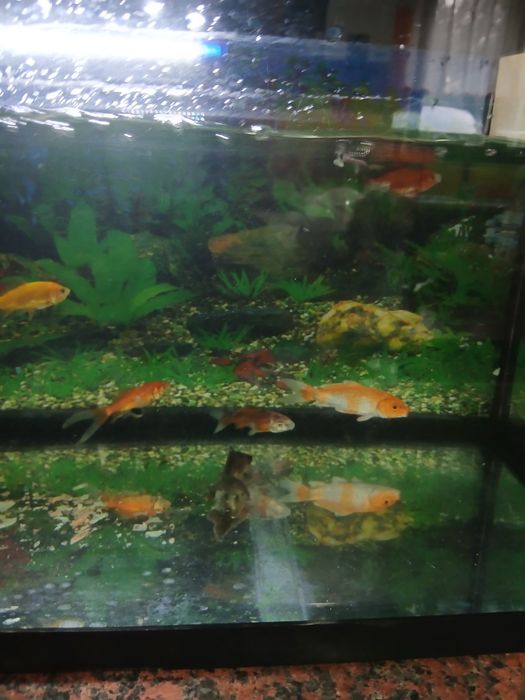 Vendo aquario com tudo que esta na foto (incluindo peixes)