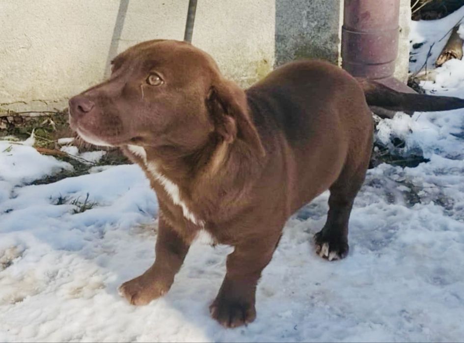 Coco- 5 m. Szczeniak do adopcji . Krakow/ Gorlice