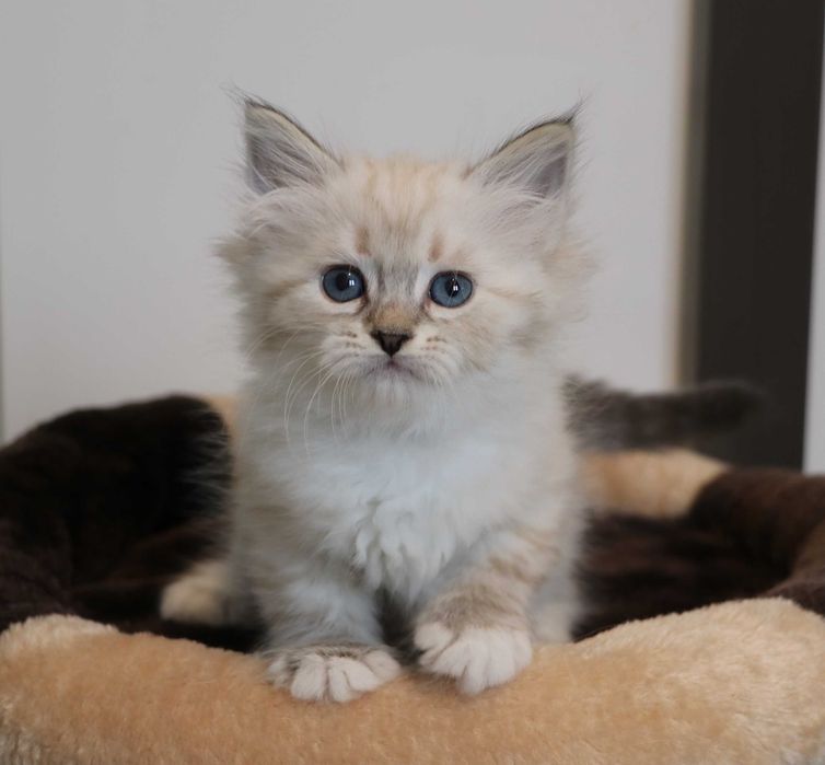 Śliczna kotka Neva Masquerade