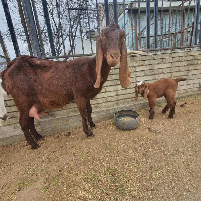 Котная Коза нубо камори %