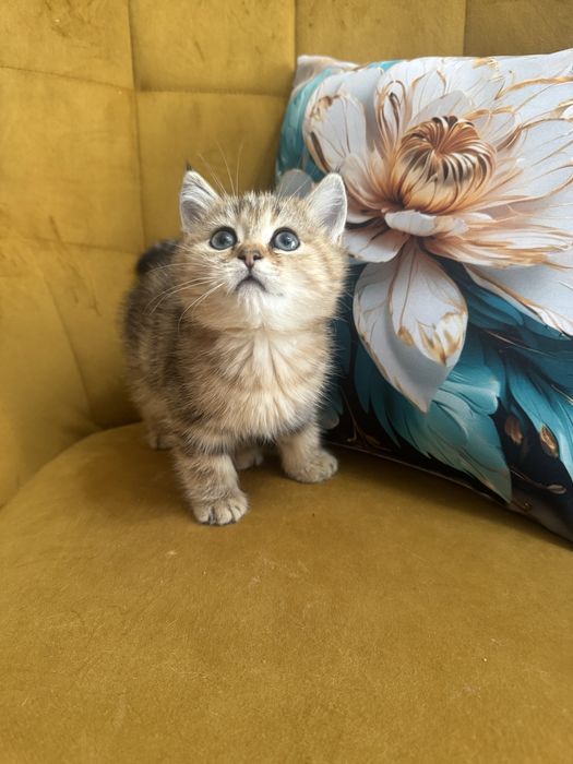 Kocur    Brytyjski  złoty tabby FPL