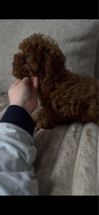 Доставка Дівчинка Китай ред браун той пудель