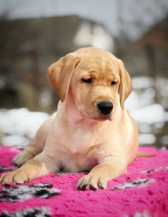 Цуценята  лабрадора ретривера!