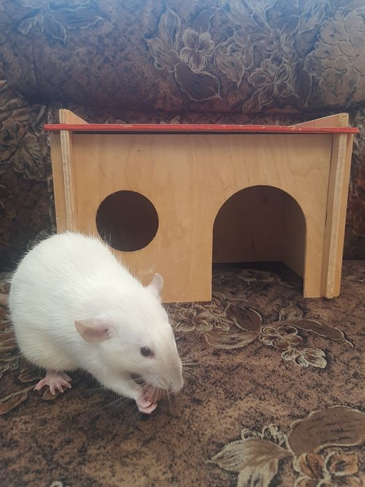 Домашні пацючки Сіамські.