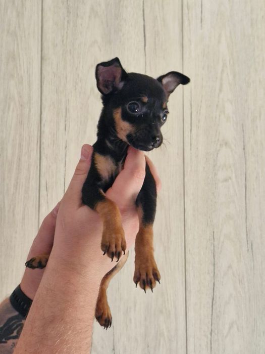 Pinczer miniaturowy ratlerek