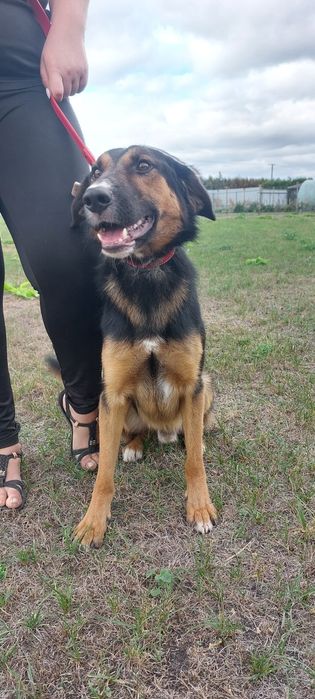 Wiktorek pies do adopcji