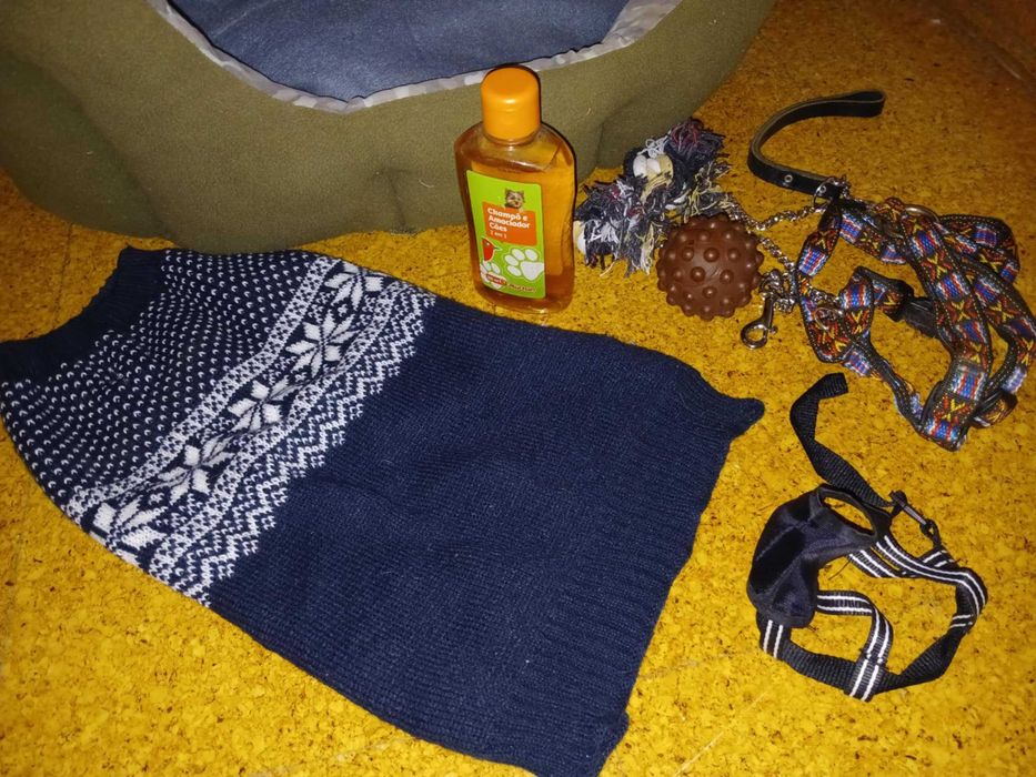 Lindo conjunto para cão de porte médio