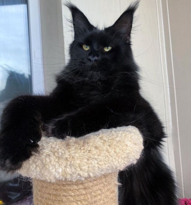 Кошенята Vip mainecoon