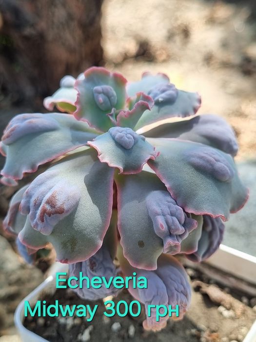 Сукуленти Echeveria Kalanchoe