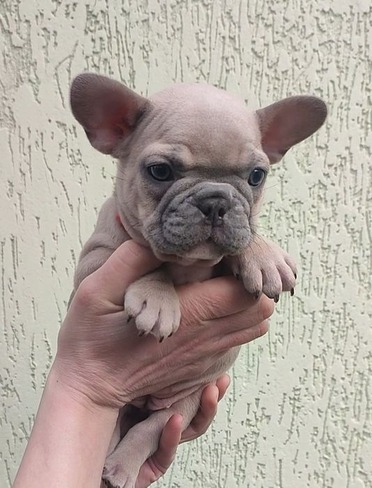 Дівчинка голубопалева