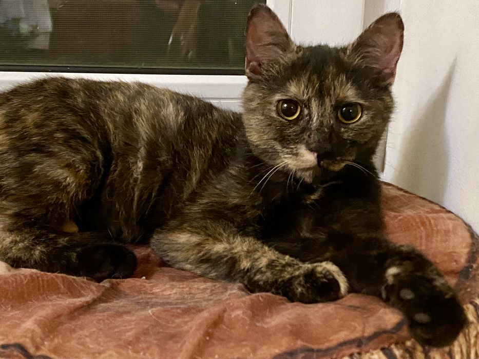 ТЕРМІНОВО шукаємо люблячу сім’ю для киці