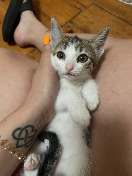 Gatos bebes para adoção responsavel