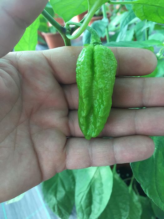 Sementes de chocolate bhutlah